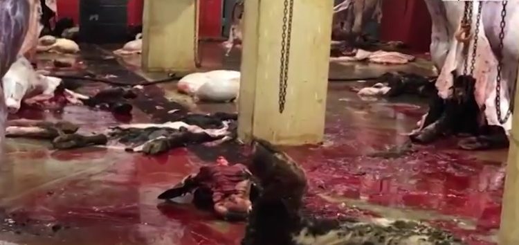 أبقار ميتنة يتم ذبحها وبيعها في بيروت (الجديد)