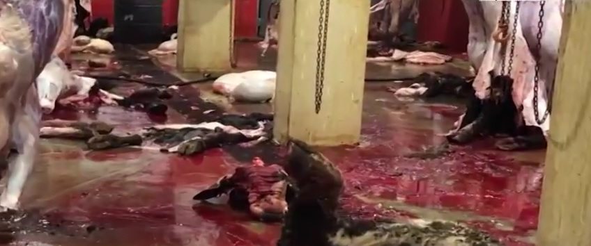 أبقار ميتنة يتم ذبحها وبيعها في بيروت (الجديد)