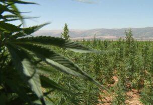 لبنان رابع منتج حشيش في العالم