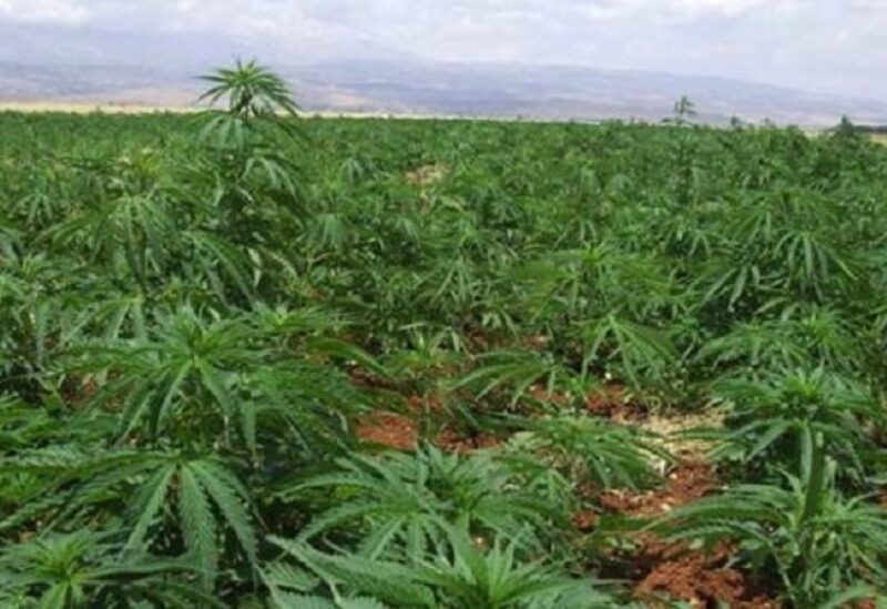 زراعة الحشيشة