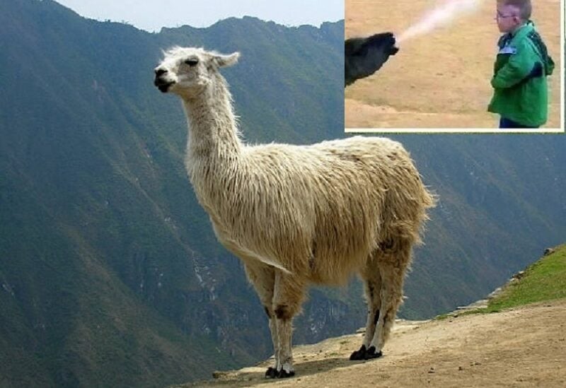 حيوان الـ "لاما" يعيش في جبال "الأنديز"