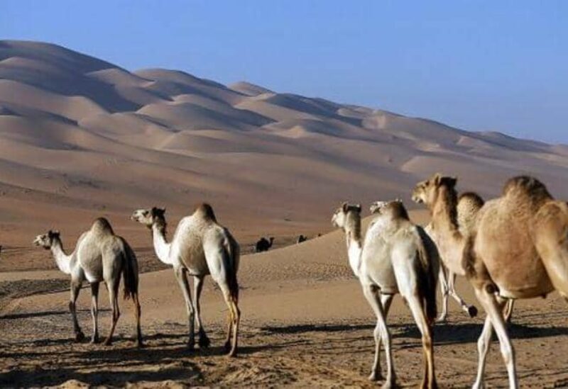 الإبل