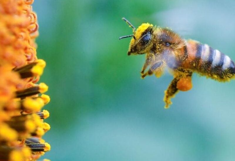 صورة النحل