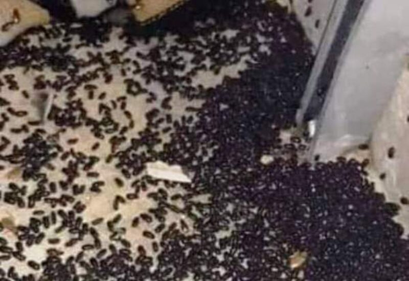 خنافس في بعلبك