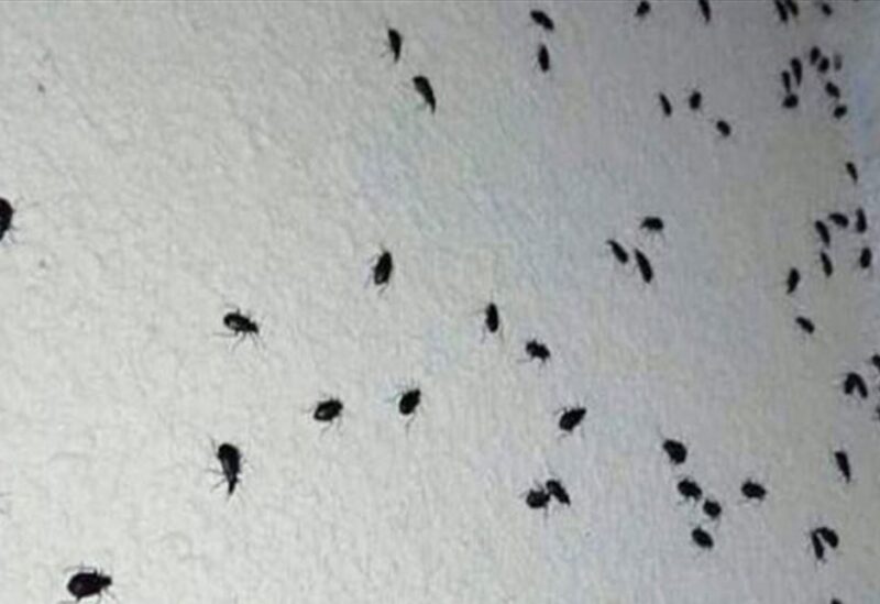الخنفساء