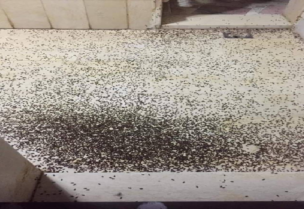 حشرات تجتاح المناطق وتحجر المواطنين داخل المنازل