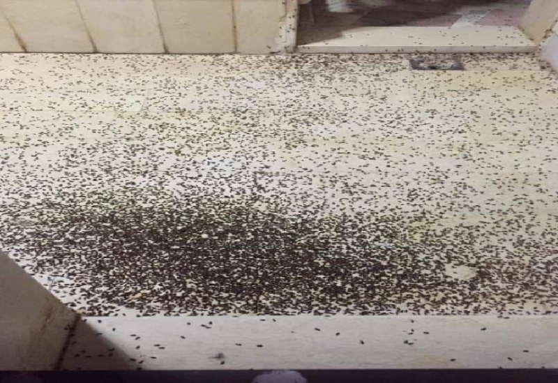 حشرات تجتاح المناطق وتحجر المواطنين داخل المنازل