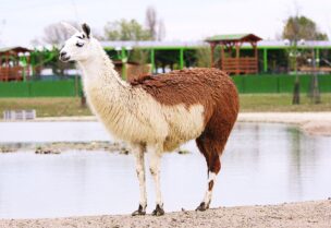 حيوان اللاما