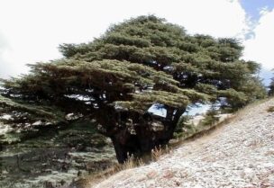 محمية أرز الرب