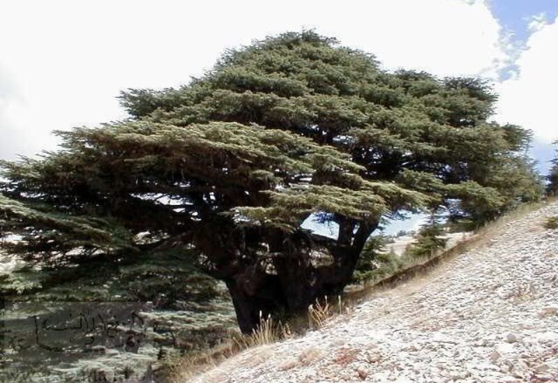 محمية أرز الرب