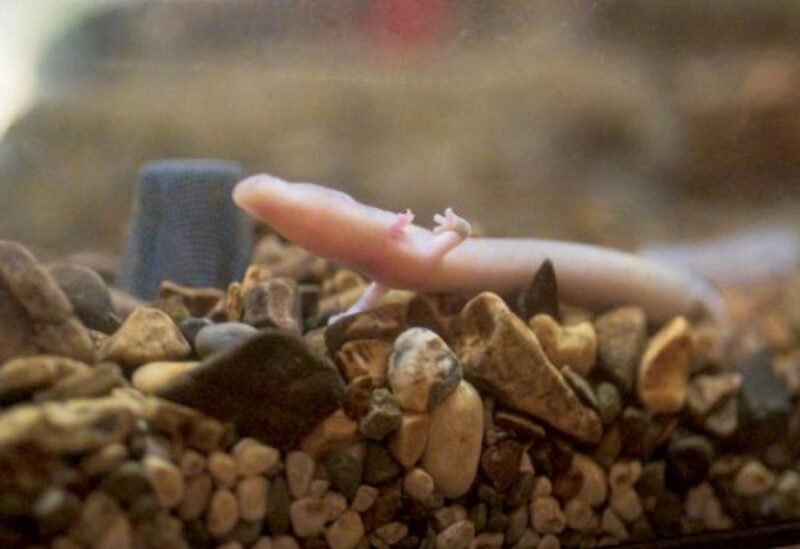التنين الرضيع