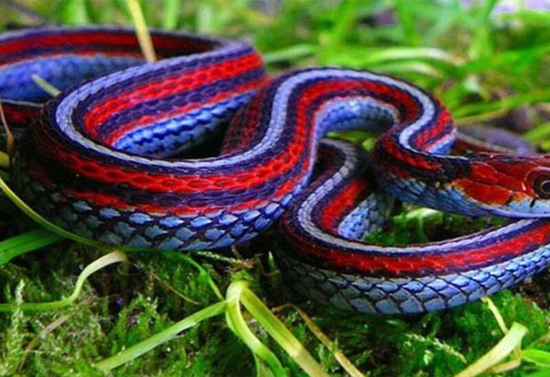 ثعبان-أرشيفية