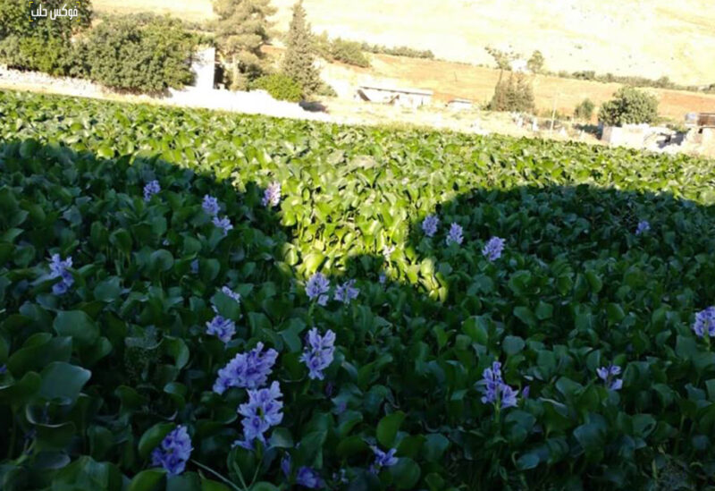 زهرة النيل