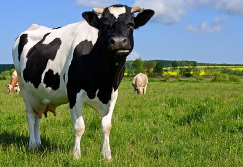 شركة أمريكية تخطط لاستخدام بلازما الأبقار في علاج كورونا