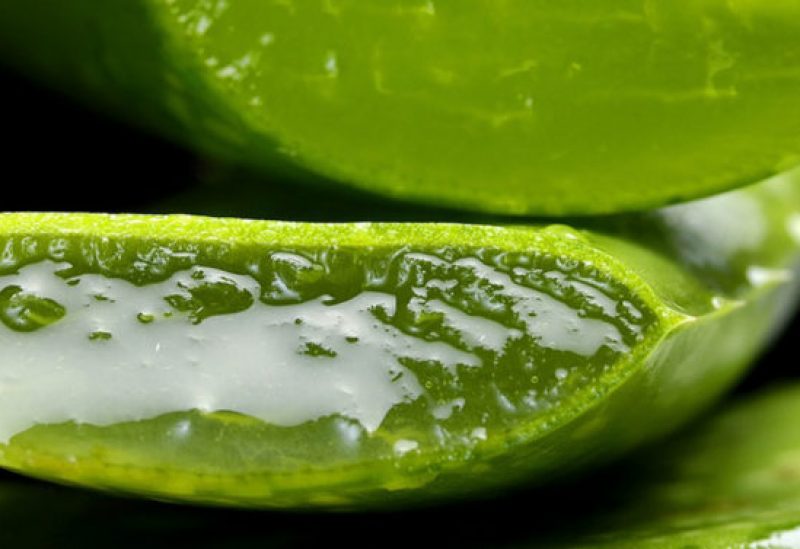 Anthurium King of Spades HU  Curious Plant Killer