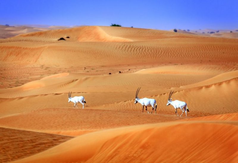الإمارات تبدأ مشروع تحويل هواء الصحراء إلى مياه