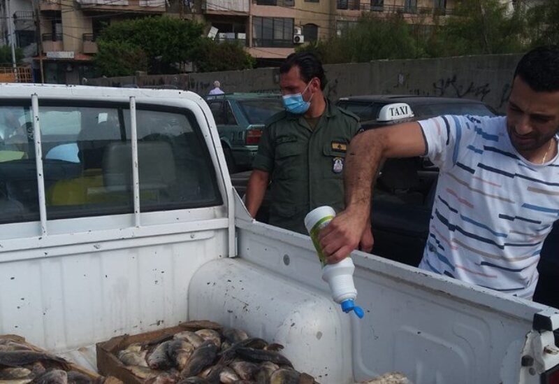 سمك ملوث في بيروت