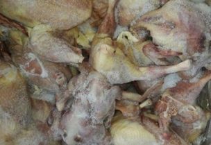 ضبط كميات كبيرة من لحوم الدجاج الفاسد