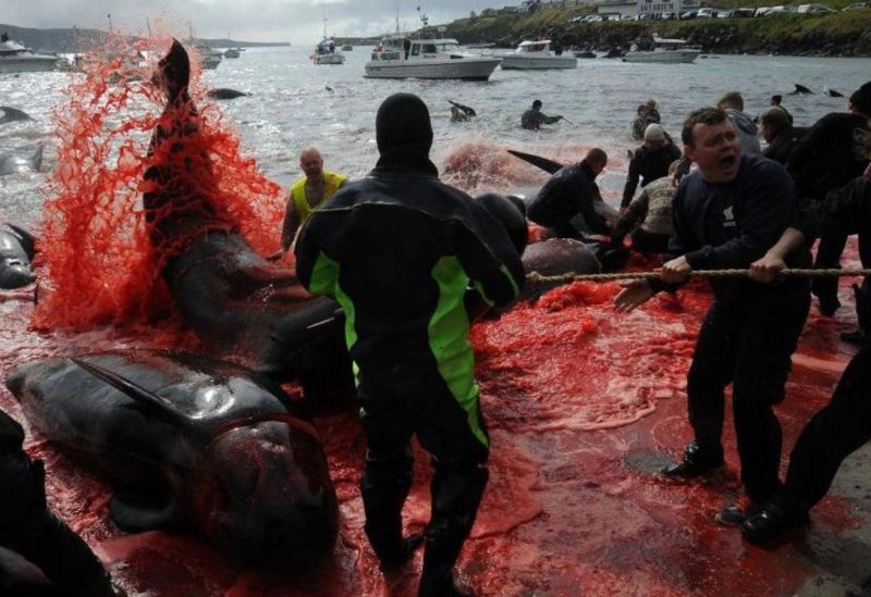 قتل الحيتان في الفارو