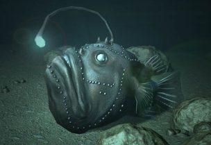 سمك أبو الشص Anglerfish