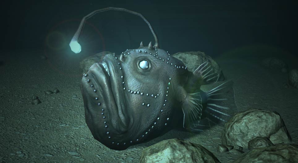 سمك أبو الشص Anglerfish