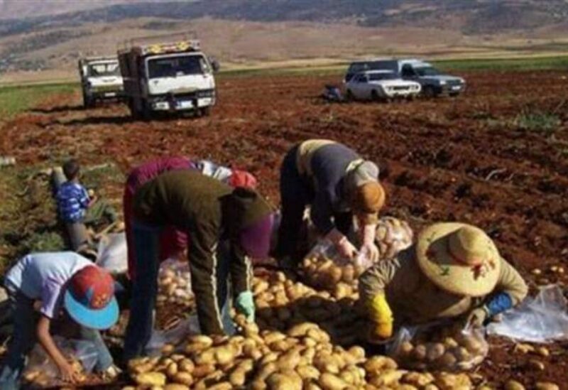 رئيس اتحاد الفلاحين.. لاعتماد آلية لمراقبة التجار