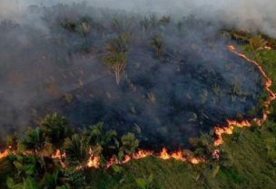 غابات الأمازون- أرشيف