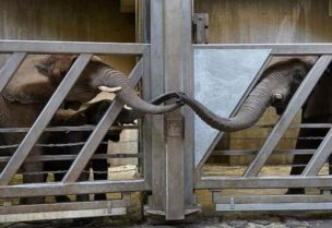فيلة تجتمع بابنتها وحفيدتها بعد 12 عام من الفراق