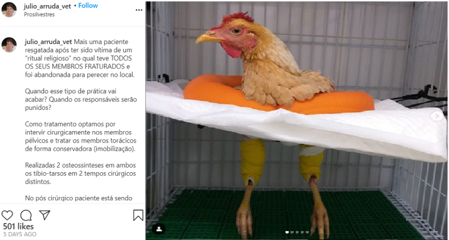 الدجاجة الحقيقية، وما كتبه الطبيب البرازيلي بشأنها قبل 5 أيام الدجاجة الحقيقية، وما كتبه الطبيب البرازيلي بشأنها قبل 5 أيام