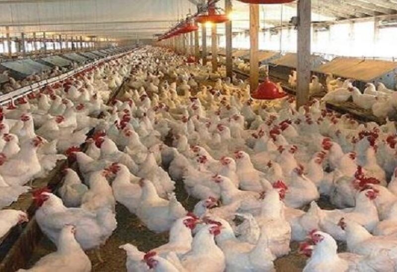 بائعو الفروج يطالبون بإعادة تقييم التسعيرة
