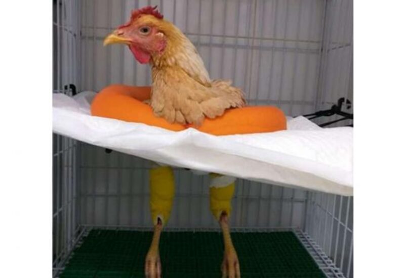 الدجاجة ليكسي