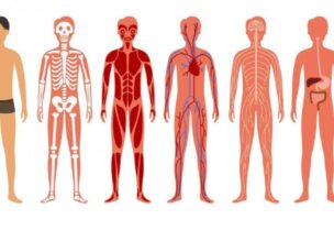 خرائط ثلاثية الأبعاد من غوغل لاستكشاف الجسم البشري
