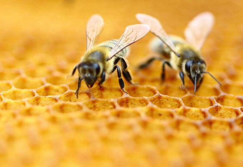 النحل - تعبيرية