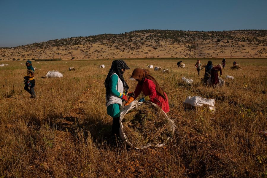 مزارعون بمزارع اليمونة في لبنان