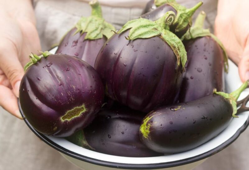 الباذنجان
