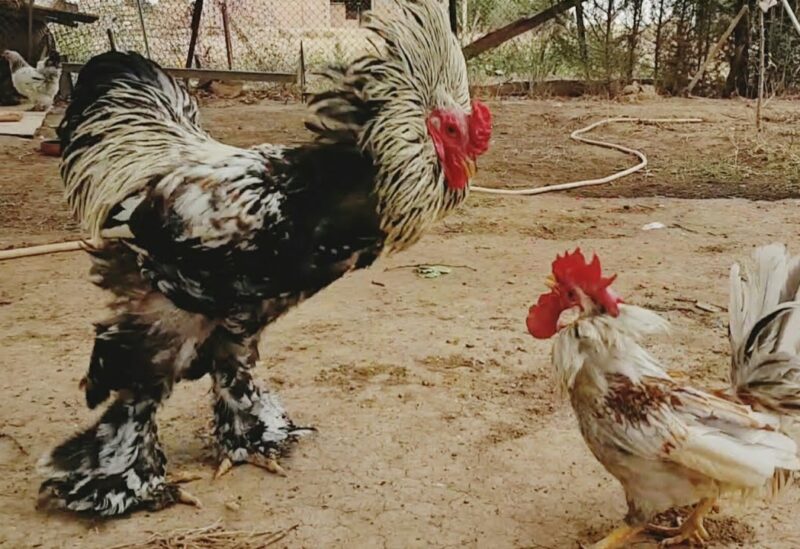 مصارعة الديوك