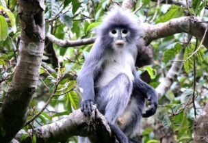 بوبا لانغور نوع جديد من القرود