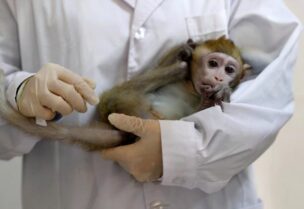 علماء يزرعون جينات بشرية بأمخاخ القرود