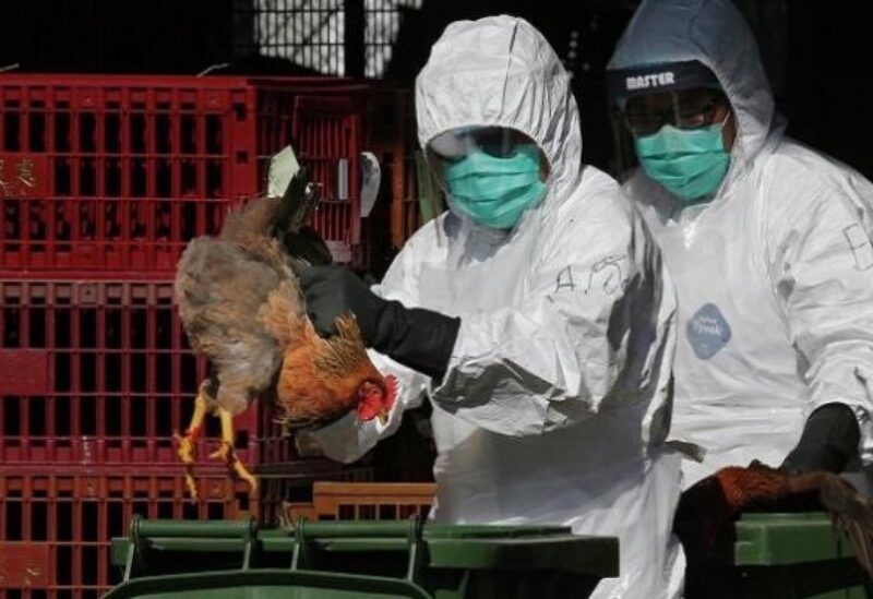مخاوف من عودة انتشار انفلونزا الطيور