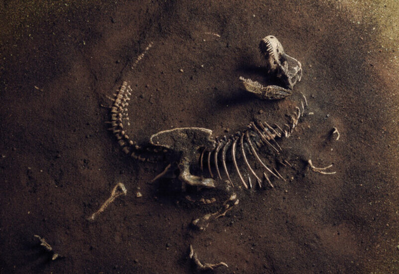 اكتشاف بقايا "الأب الروحي'' لديناصور "تي ريكس"