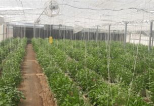 القطاع الزراعي