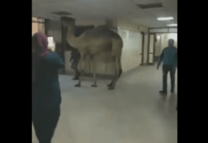 جمل يقتحم مستشفى