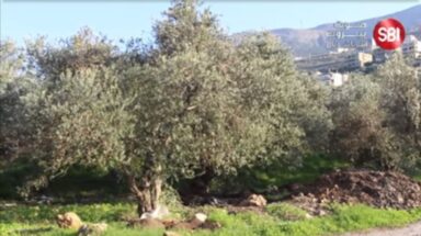 حتى زيت الزيتون انغمس بلعبة الدولار!!