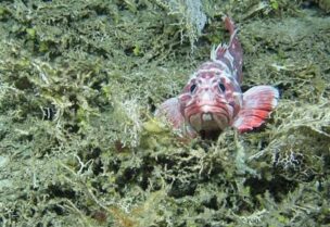 اكتشاف حياة ومخلوقات جديدة داخل أعماق البحار