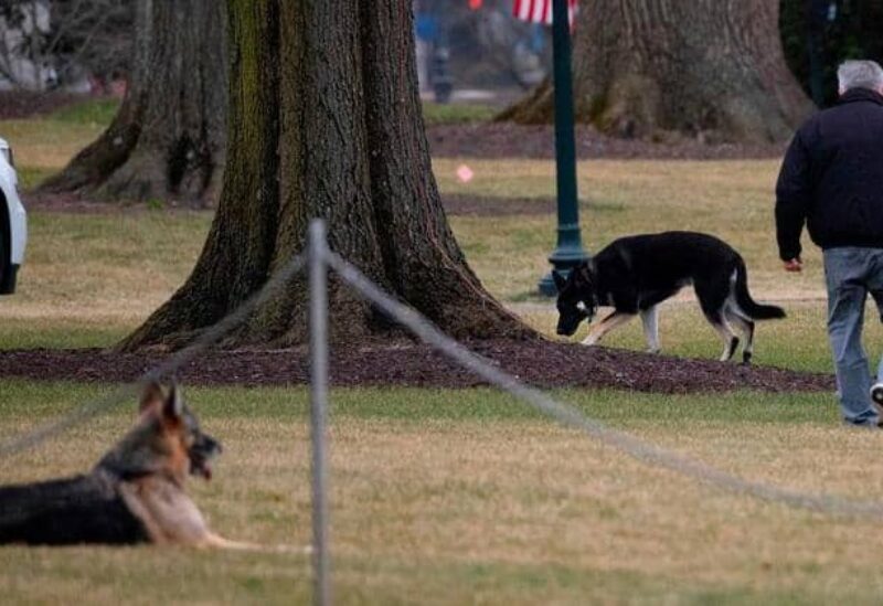 الكلبان تشامب وميجور في حديقة البيت الأبيض