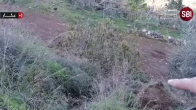 جريمة قتل احكام درباس