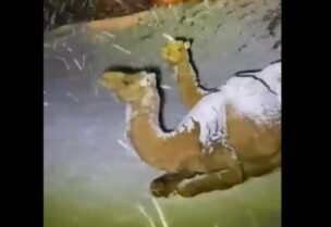 جمل