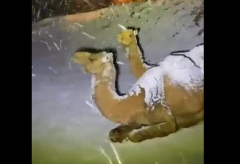جمل