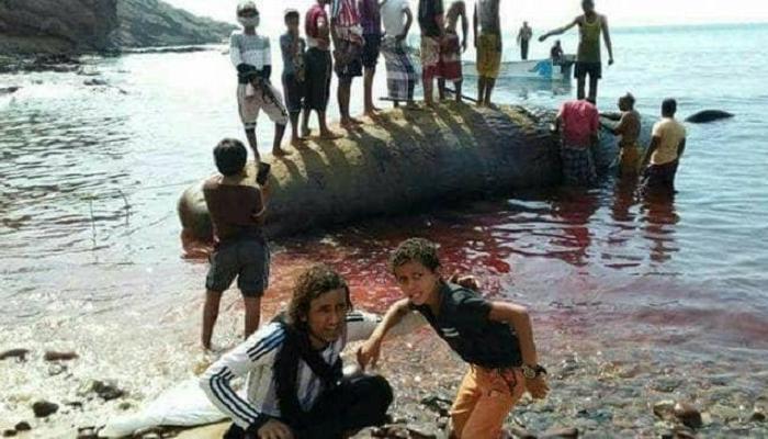 الحوت