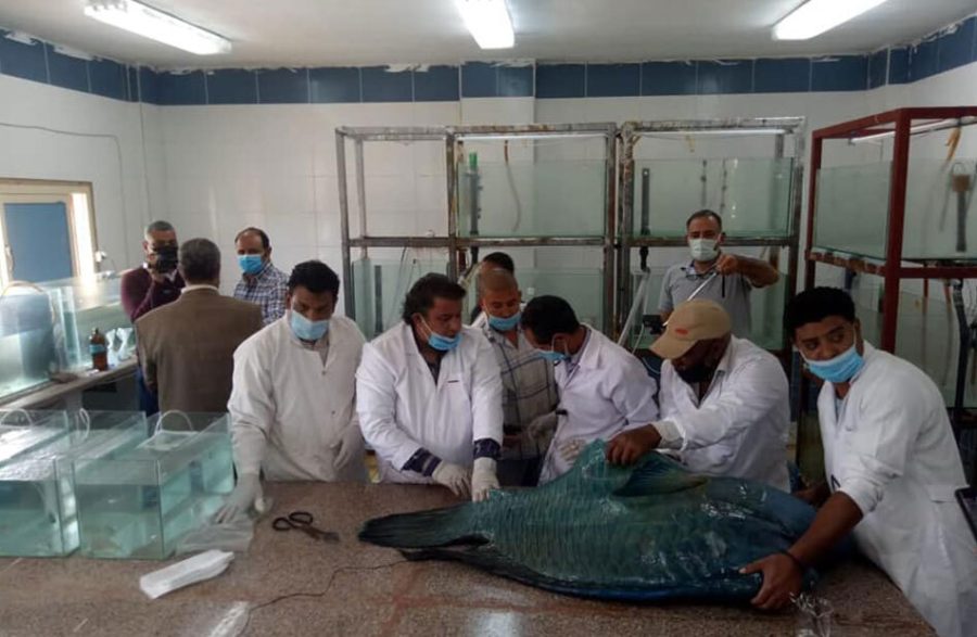 تحنيط سمكة نابليون النادرة